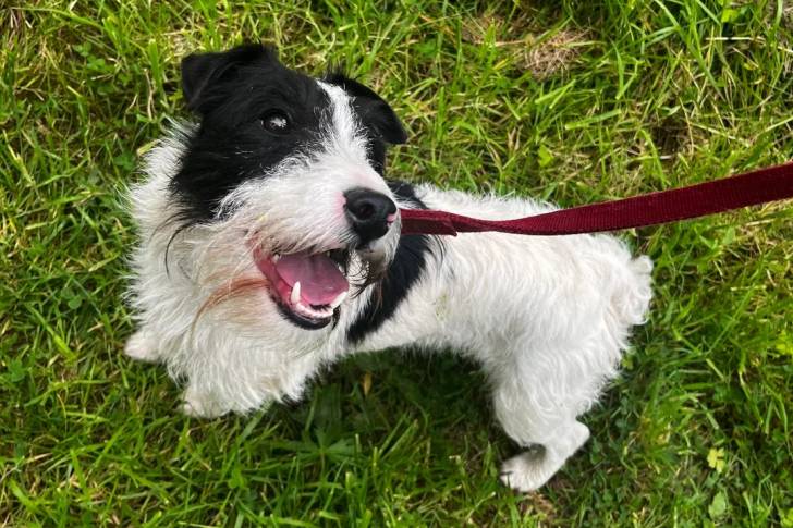Un Fox Terrier à Poil Dur sur un terrain herbeux et qui est tenu en laisse 