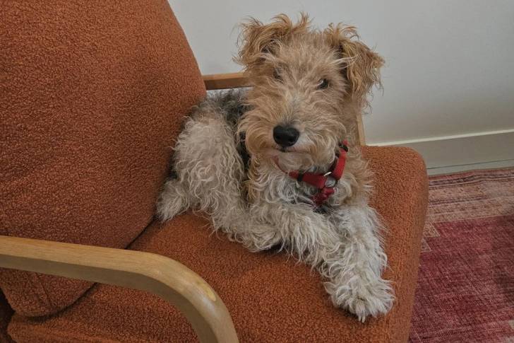 Un Fox Terrier à Poil Dur allongé sur un fauteuil et portant un harnais 