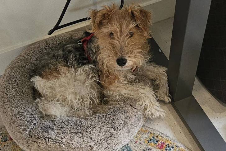 Un Fox Terrier à Poil Dur allongé dans un panier et regardant vers la caméra 
