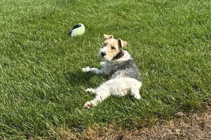 Un Fox Terrier à Poil Dur allongé sur une surface gazonnée 