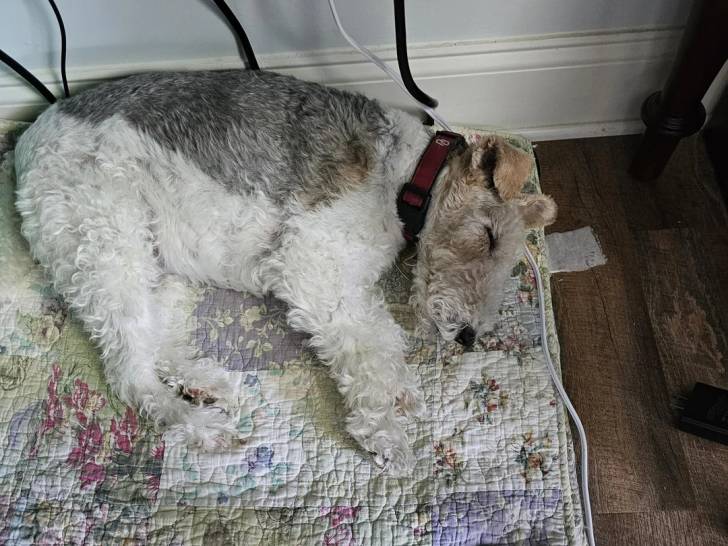 Un Fox Terrier à Poil Dur allongé sur un tapis et portant un collier autour du cou