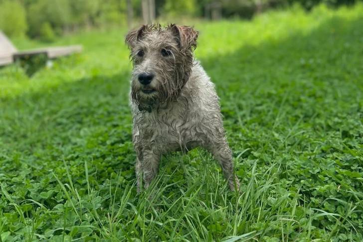 Un Fox Terrier à Poil Dur sur un terrain herbeux et portant un collier autour du cou