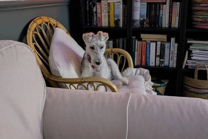 Un Fox Terrier à Poil Dur allongé sur une chaise et portant un collier autour du cou