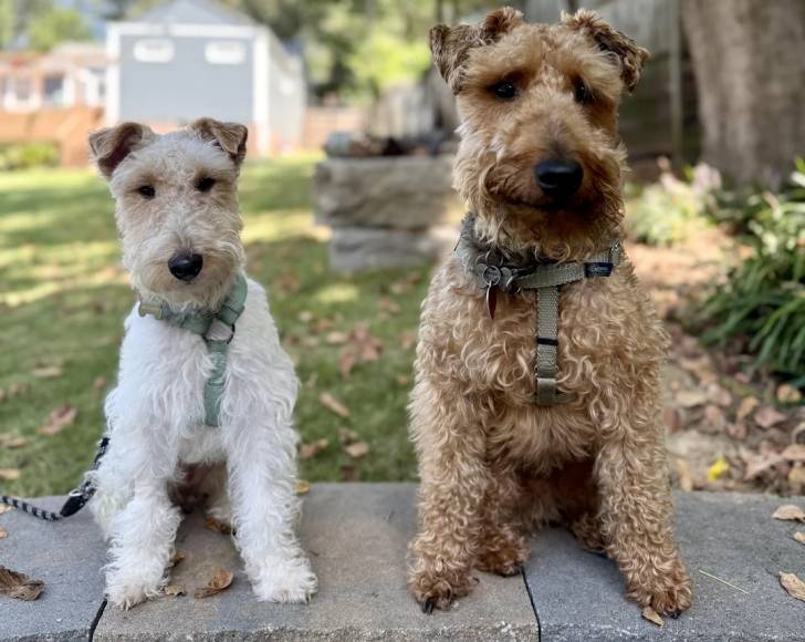 Deux Fox Terrier à Poil Dur assis dans un jardin