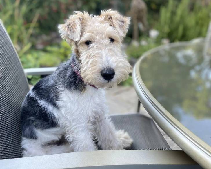 Un Fox Terrier à Poil Dur assis sur une chaise 