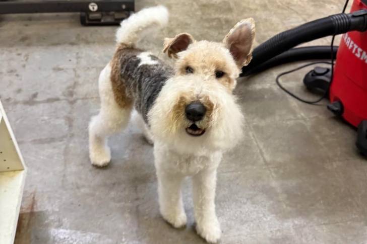 Un Fox Terrier à Poil Dur sur une surface bétonnée 