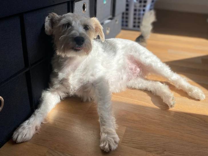 Un Fox Terrier à Poil Dur allongé sur un plancher 