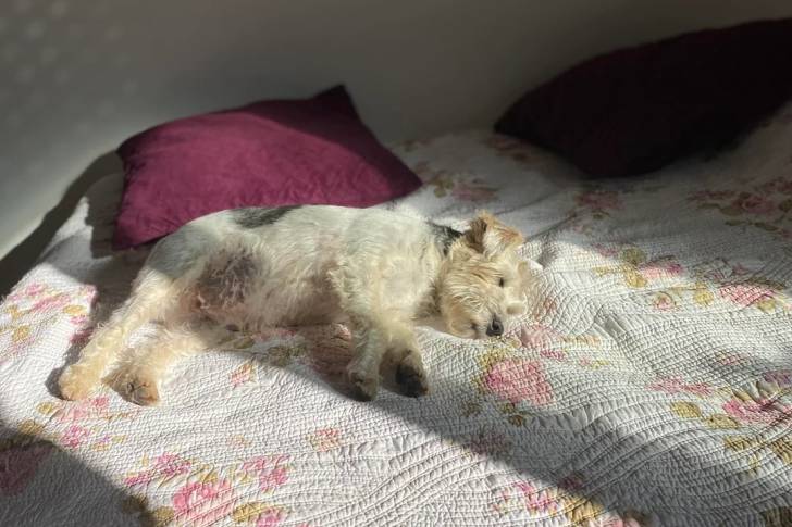 Un Fox Terrier à Poil Dur allongé sur un lit et semblant dormir