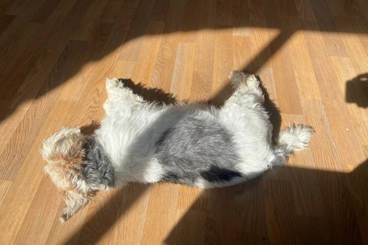 Un Fox Terrier à Poil Dur allongé sur un plancher 