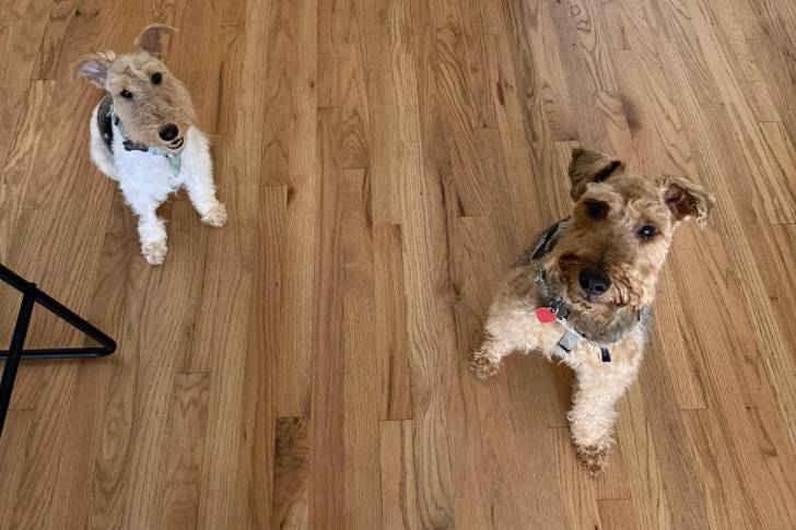 Deux Fox Terrier à Poil Dur assis sur un plancher et portant tous les deux un collier autour du cou