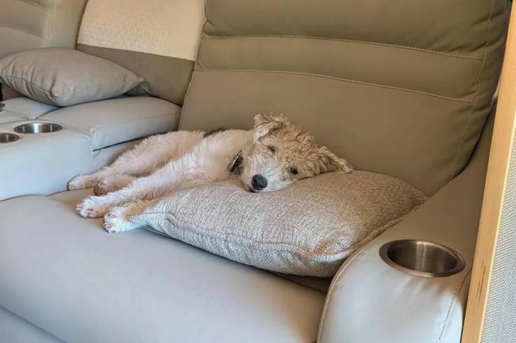 Un Fox Terrier à Poil Dur allongé sur un canapé et portant un collier autour du cou