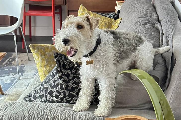 Un Fox Terrier à Poil Dur sur un canapé et portant un collier autour du cou