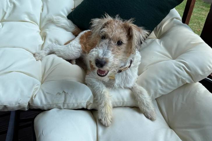 Un Fox Terrier à Poil Dur allongé sur un canapé et portant un collier autour du cou