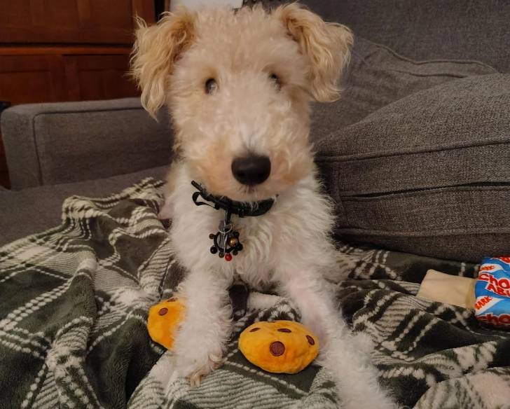 Un Fox Terrier à Poil Dur allongé sur un canapé et portant un collier autour du cou