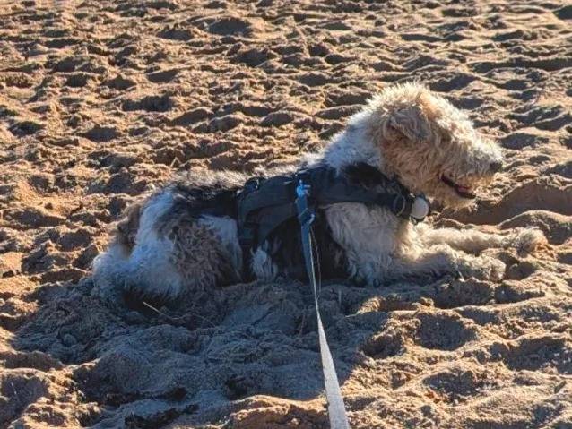 Un Fox Terrier à Poil Dur allongé sur une surface sableuse et qui est tenu en laisse