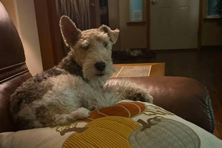 Un Fox Terrier à Poil Dur allongé sur un canapé et regardant vers la caméra 