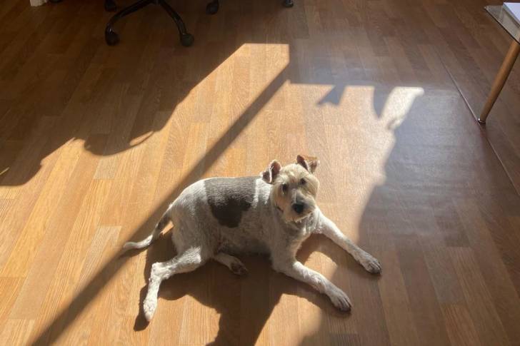 Un Fox Terrier à Poil Dur allongé sur un plancher