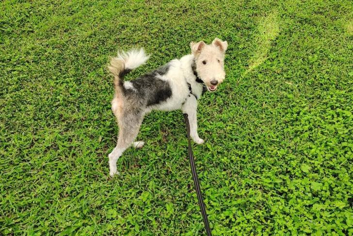 Un Fox Terrier à Poil Dur sur un terrain herbeux et qui est tenu en laisse 