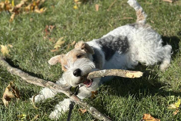 Un Fox Terrier à Poil Dur allongé sur un terrain herbeux 