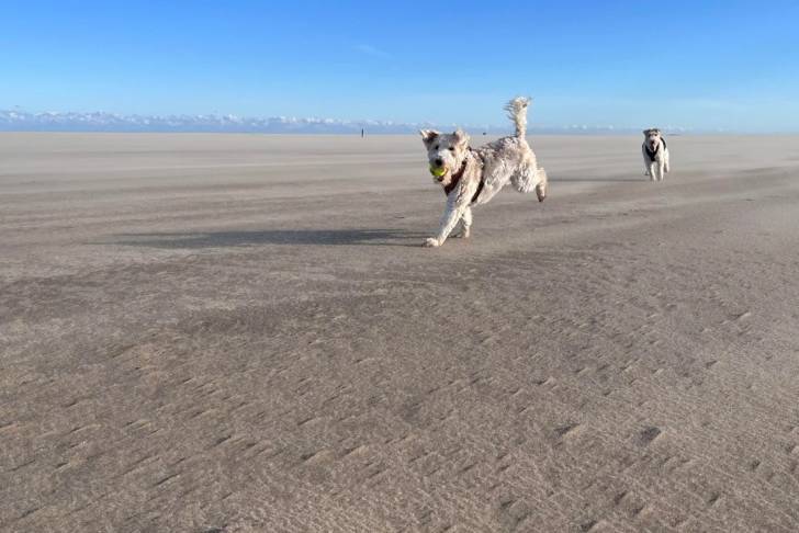 Deux Fox Terrier à Poil Dur courant sur une surface sableuse et portant tous les deux un harnais