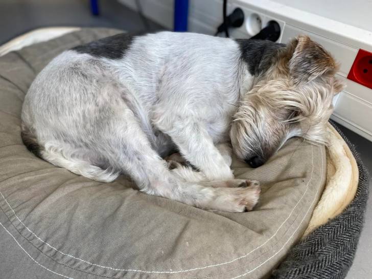 Un Fox Terrier à Poil Dur allongé dans un panier 