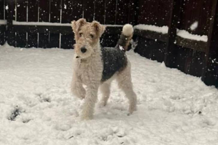 Un Fox Terrier à Poil Dur sur une surface enneigée 