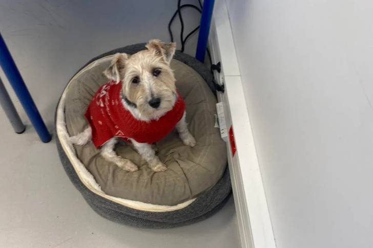 Un Fox Terrier à Poil Dur assis dans un panier et portant un habit pour chien 