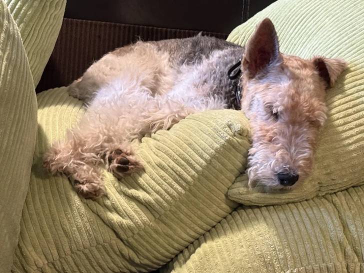Un Fox Terrier à Poil Dur allongé sur un canapé et portant un collier autour du cou
