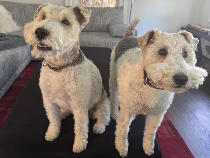 Deux Fox Terrier à Poil Dur sur un guéridon et portant tous les deux un collier autour de leurs cous