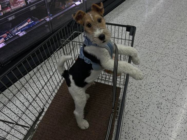 Un Fox Terrier à Poil Dur dans un caddie et qui est tenu en laisse 