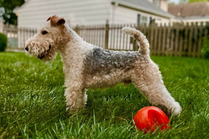 Un Fox Terrier à Poil Dur sur une surface gazonnée 
