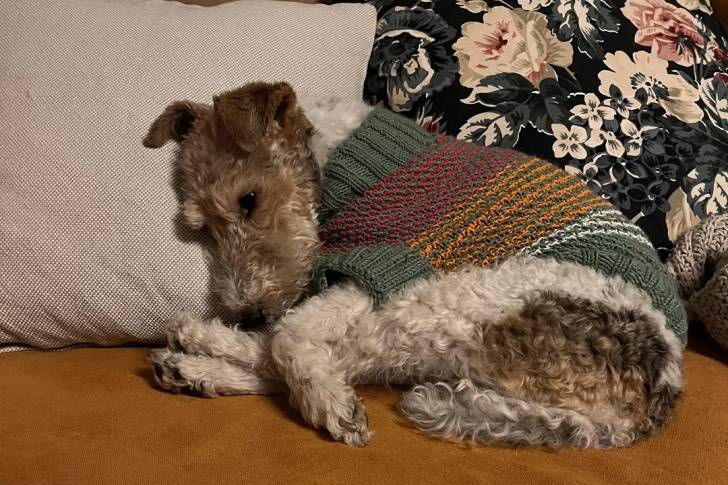 Un Fox Terrier à Poil Dur allongé sur un canapé et portant un habit pour chien
