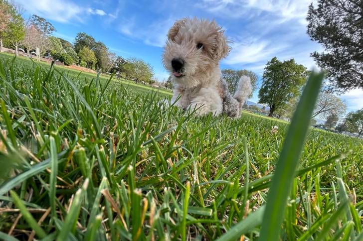 Un Fox Terrier à Poil Dur allongé sur une surface gazonnée 