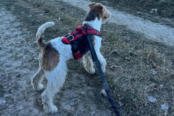 Un Fox Terrier à Poil Dur sur un terrain herbeux et qui est tenu en laisse 