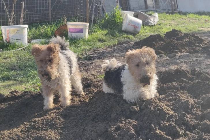 Deux Fox Terrier à Poil Dur sur une surface sableuse 