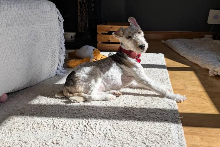 Un Fox Terrier à Poil Dur allongé sur un tapis et portant un collier autour du cou