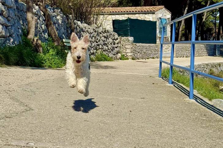 Un Fox Terrier à Poil Dur courant sur une surface bétonnée 