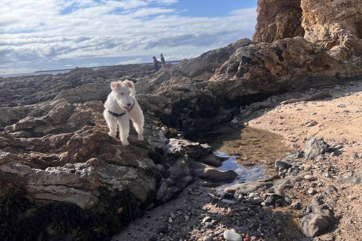Un Fox Terrier à Poil Dur sur des rochers et portant un harnais 