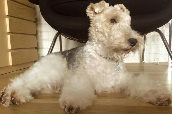 Un Fox Terrier à Poil Dur allongé sur un plancher 