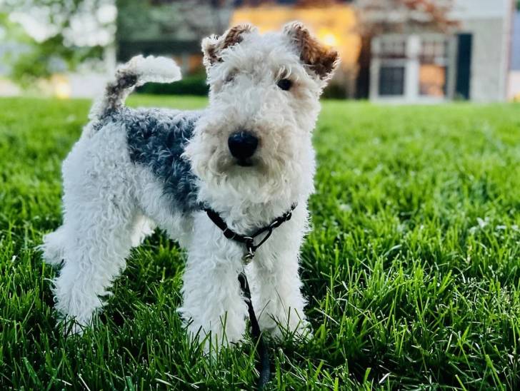 Un Fox Terrier à Poil Dur sur une surface gazonnée et qui est tenu en laisse 