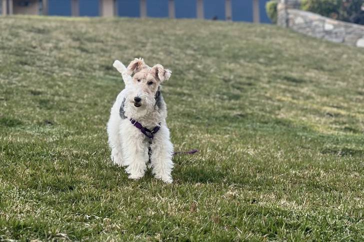 Un Fox Terrier à Poil Dur sur un terrain herbeux et portant un harnais 