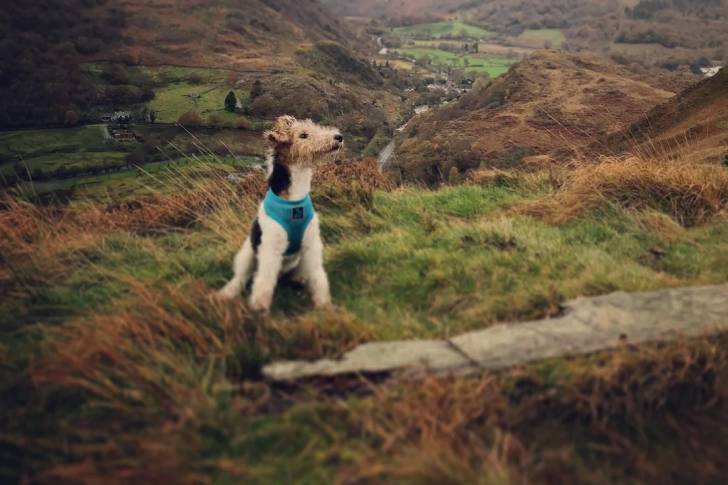 Un Fox Terrier à Poil Dur assis sur un terrain herbeux et portant un harnais