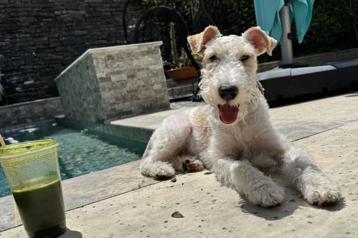 Un Fox Terrier à Poil Dur allongé sur une surface bétonnée et tirant la langue 
