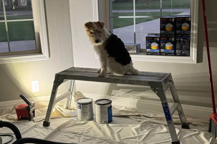 Un Fox Terrier à Poil Dur assis sur un petit échafaudage 