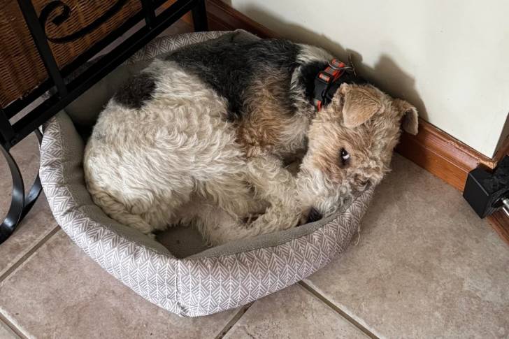 Un Fox Terrier à Poil Dur allongé dans un panier 