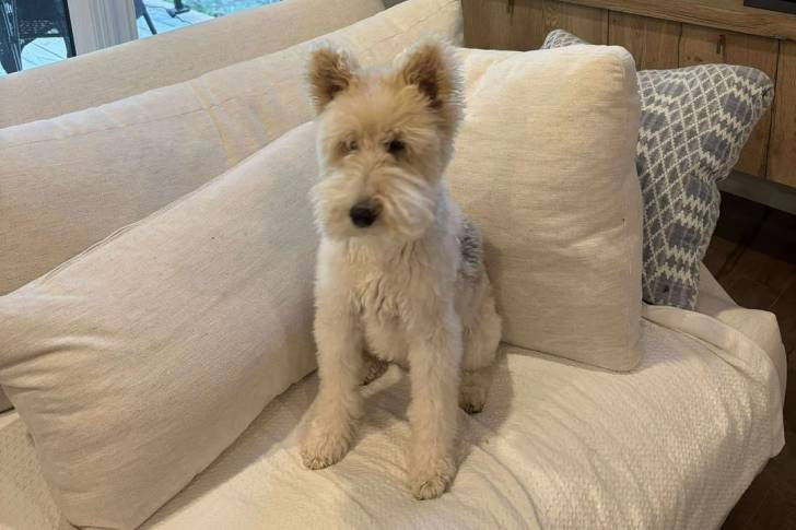 Un Fox Terrier à Poil Dur assis sur un canapé 