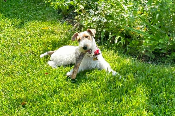 Un Fox Terrier à Poil Dur allongé sur un surface gazonnée et ayant un bâton dans sa gueule