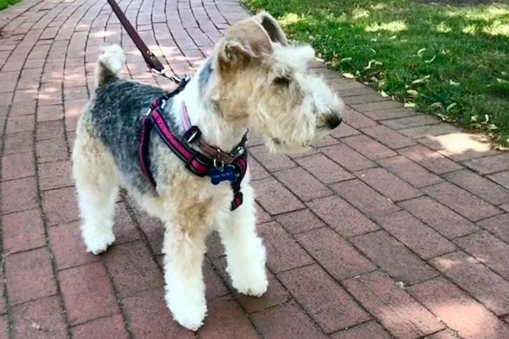 Un Fox Terrier à Poil Dur sur un sol pavé et qui est tenu en laisse 