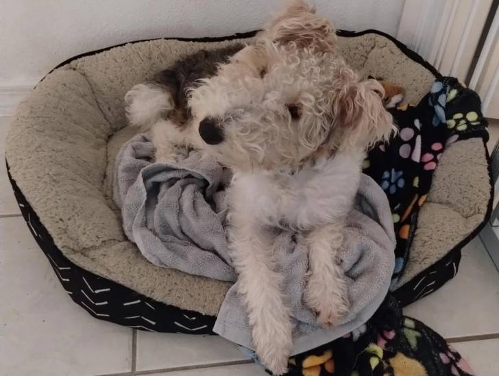 Un Fox Terrier à Poil Dur allongé dans un panier