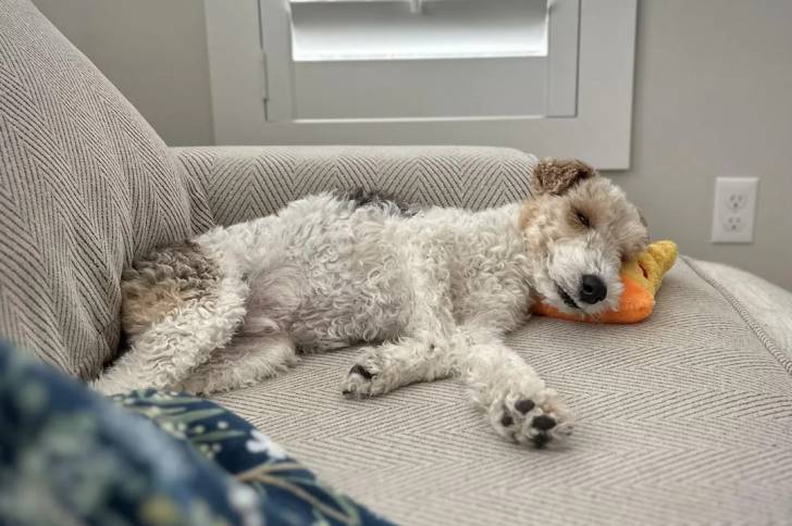 Un Fox Terrier à Poil Dur allongé sur un canapé 